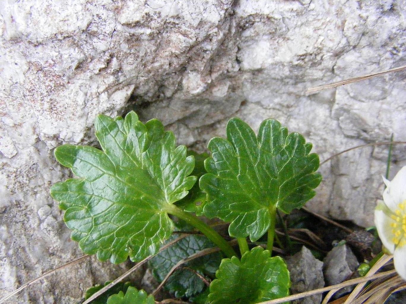Ranunculus bilobus / Ranuncolo bilobo